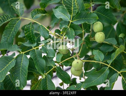 Detail of green nuts of walnuts tree Stock Photo