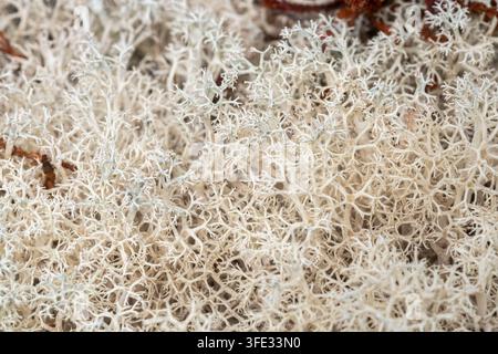 Close-up of Cladonia portentosa, also known as reindeer lichen, on lowland heath or heathland habitat in Surrey, England, UK Stock Photo