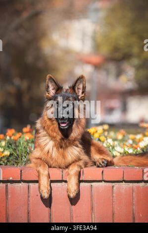 Vertical portrait of a beautiful long-haired German Shepherd in an autumn park. Stock Photo