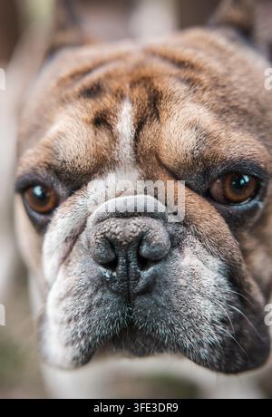 Close up portrait of cute pug dog Stock Photo