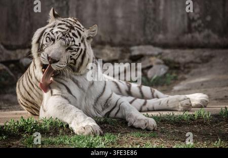 Rare white tiger in zoo Stock Photo