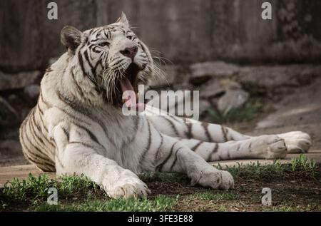 Rare white tiger in zoo Stock Photo