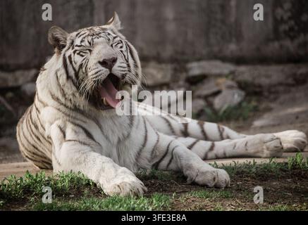 Rare white tiger in zoo Stock Photo