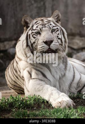 Rare white tiger in zoo Stock Photo