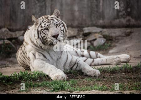 Rare white tiger in zoo Stock Photo