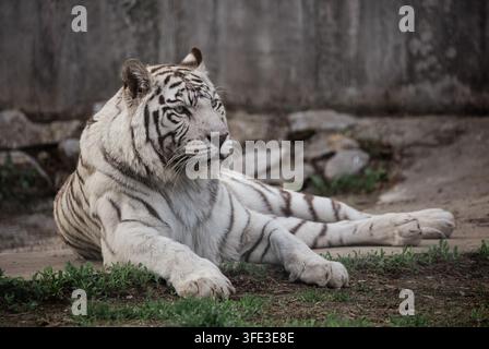 Rare white tiger in zoo Stock Photo