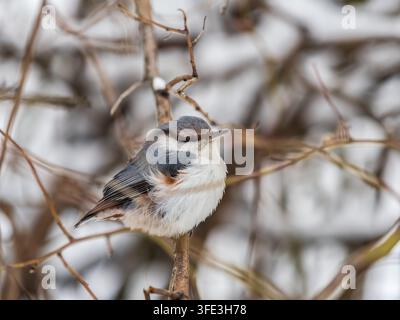 Eurasian nuthatch or wood nuthatch, lat. Sitta europaea, sitting on a tree branch with a blurred background. Gray and Orange colored small bird with a Stock Photo