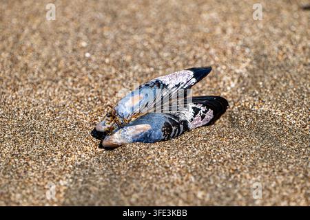 Blue California mussel shells washed ashore on coarse sandy beach in the intertidal zone at Piedras Blancas Light Station beach. Stock Photo
