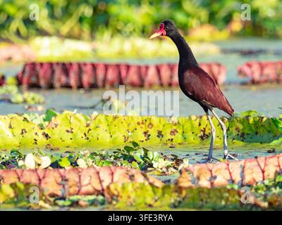wattled jacana, Jacana jacana, on Victoria lily pads, Rio El Dorado, Pacaya-Samiria Reserve, Peru, South America Stock Photo