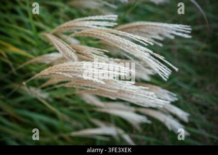 Chinese silver grass seed heads sway among green leaves in soft autumn garden close-up view Stock Photo