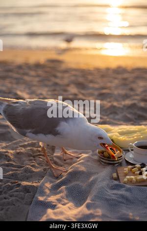 ��heeky white seagull grabbing and eating a piece of cheese in its beak directly from a sunset beach picnic blanket. Stock Photo