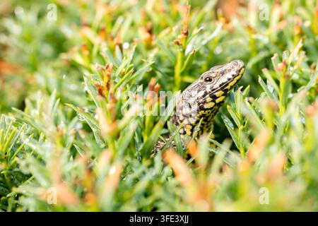 Common Wall Lizard Podarcis muralis Basking Among Vegetation in Warm Summer Sunlight Stock Photo
