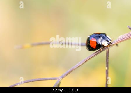 Black and Red Harlequin Ladybird Harmonia axyridis Perched on Slender Plant Stem Stock Photo