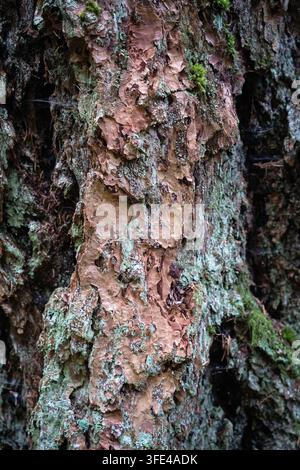Close-up abstract texture of rough tree bark with green lichen and moss Stock Photo