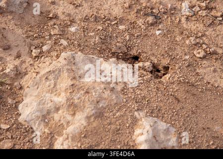 A macro photograph capturing several small subterranean anthill entry holes in dry, sandy desert soil with red harvester ants swarming over surroundin Stock Photo