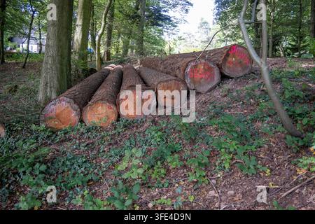 Stacked cut timber logs on a wooded slope along Philosopher's Way in Heidelberg, Baden-Württemberg, Germany. Stock Photo