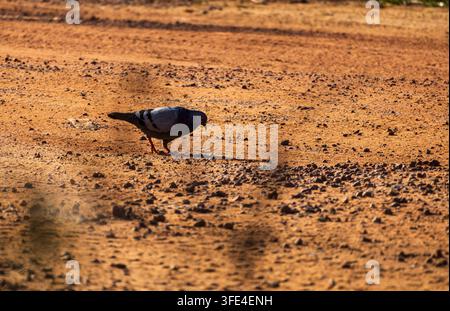 A single white pigeon walking on a red dirt road against a soft green background Stock Photo