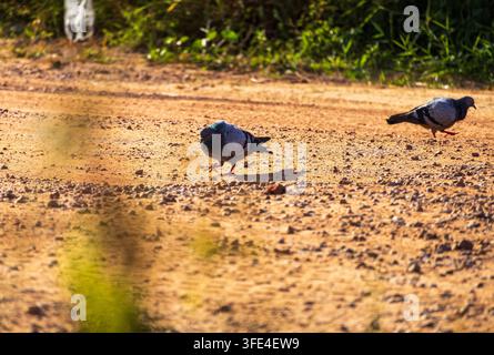 A pair of pigeons searching for food on a dirt path during sunset in the Amazon Rainforest Stock Photo
