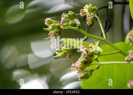 Macro shot of delicate flower buds on a green stem in soft sparkling backlight and motion blur Stock Photo