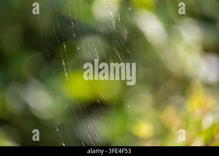 Delicate spider web threads catching backlight against a green bokeh background Stock Photo