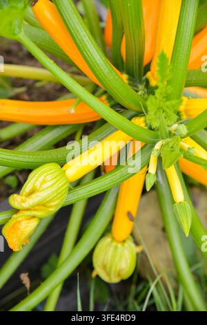 Close-up of bright yellow zucchini growing among lush green leaves and developing blossoms, showcasing home gardening, seasonal vegetable production, Stock Photo