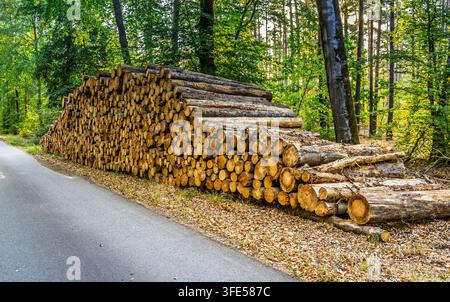 Large stack of freshly cut timber logs piled by a forest road in sunlight Stock Photo