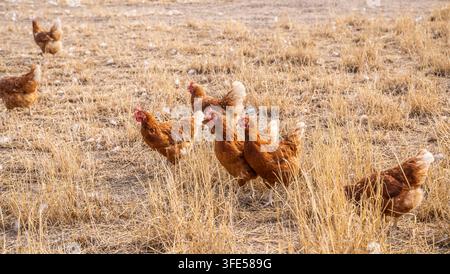 Flock of brown chickens foraging in dry golden grass on a sunny day Stock Photo