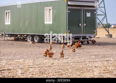 A portable chicken coop on wheels provides shelter for a flock of free-range chickens in a rural agricultural setting Stock Photo