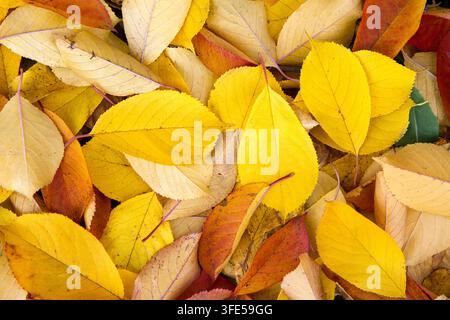There are a lot of yellow autumn leaves on the ground. Bright autumn leaves Stock Photo