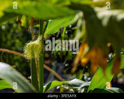 Young corn ear with silk grows on green stalk Stock Photo