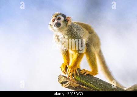 Squirrel Monkey perched on branch Stock Photo