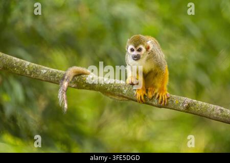 squirrel monkey perched on branch in jungle Stock Photo