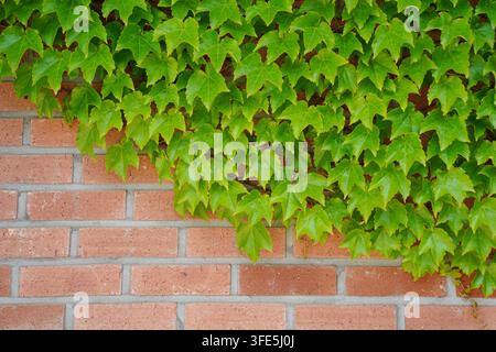 Green ivy leaves growing and creeping on a red brick wall background Stock Photo