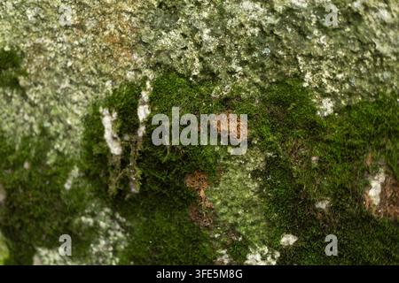 wet moss covered house wall. High quality photo Stock Photo