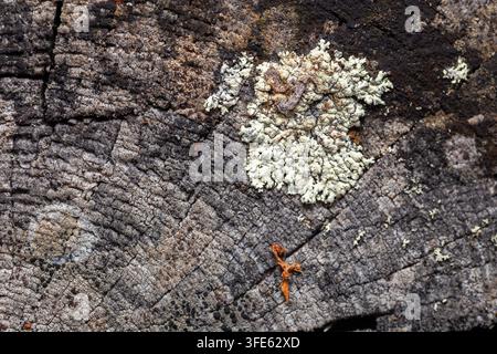 Detailed macro view of organic fungal growth on old weathered tree stump. Stock Photo