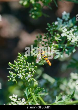 Macro shot of a long hoverfly (Sphaerophoria scripta) resting on small white flowers in late August, beneficial pollinator insect. Stock Photo