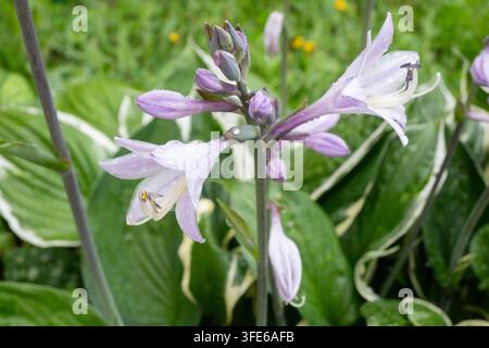 Light purple hosta flower with water droplets on its petals and buds. The wet bloom and green leaves create a detailed summer garden macro. Ideal for Stock Photo