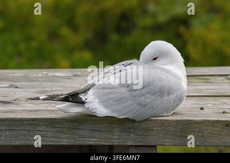 mew gull Stock Photo