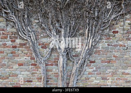Close view of thick exposed woody tree roots spreading over an aged multicolored brick wall in Damme West Flanders Belgium creating an organic rustic Stock Photo
