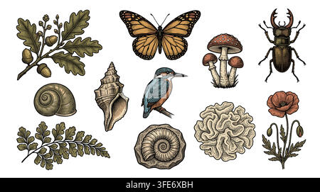 Hand Drawn Vintage Natural History Illustration Set Stock Vector