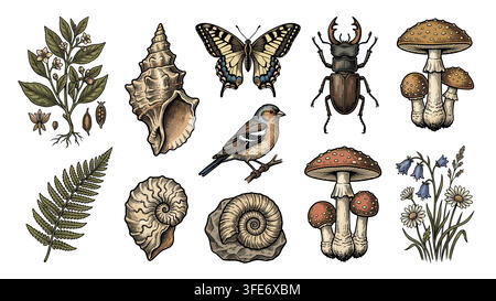 Hand Drawn Vintage Natural History Illustration Set Stock Vector