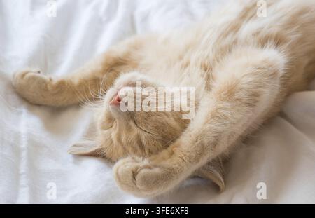 Close-up of a ginger kitten sleeping in bed. Red cat on a white blanket. Relaxing and happy morning Stock Photo