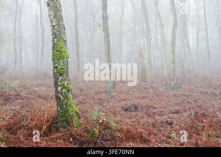 A birch forest and eagle fern (Pteridium aquilinum) in the morning mist in autumn, North Rhine-Westphalia, Germany Stock Photo