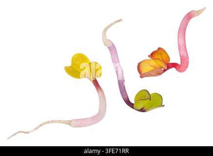 Falling radish sprouts isolated on white background Stock Photo