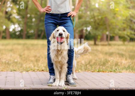 Happy Golden Retriever holding red ball in mouth, standing between owner legs on walkway in city park, enjoying outdoor play on sunny summer day. Stock Photo