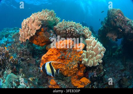 Moorish idol fish in the blue sea Stock Photo - Alamy