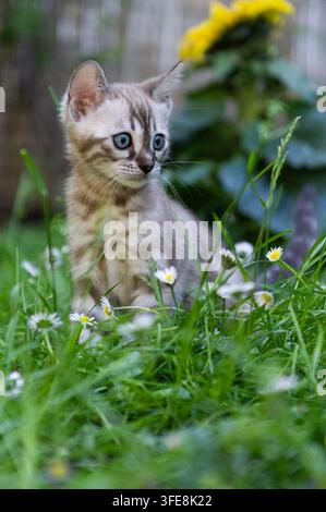 Bengal kitten Stock Photo