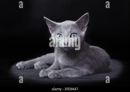 Russian Blue kitten lying and looking at camera Stock Photo