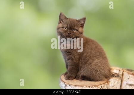 British Shorthair kitten sits on tree stump Stock Photo