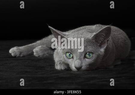 Russian Blue kitten lying and looking directly Stock Photo